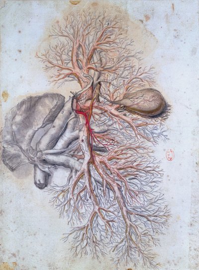 Vaisseaux sanguins du foie et de la vésicule biliaire, d