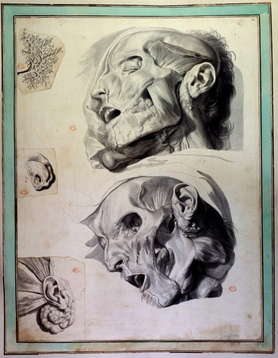 Têtes humaines écorchées : muscles et squelettes visibles. Gravure de Gerard de Lairesse illustrant l