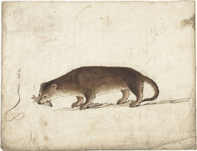 Loutre avec un poisson dans sa gueule - Gerard ter Borch (I)