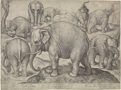 Huit éléphants - Gerard van Groeningen