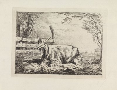 Chèvre couchée près d