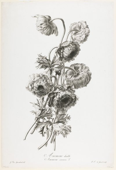 Anémone double, de Fleurs Dessinées d