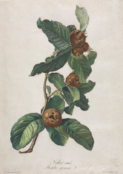 Néflier cultivé (Mespilus germanica) - Gerard van Spaendonck