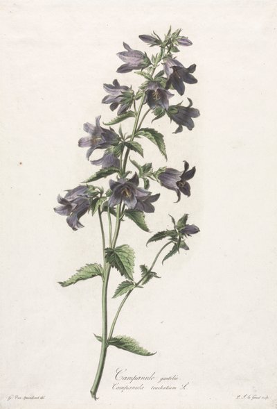 Fleurs dessinées d