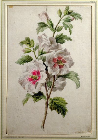 Rose trémière - Gerard van Spaendonck