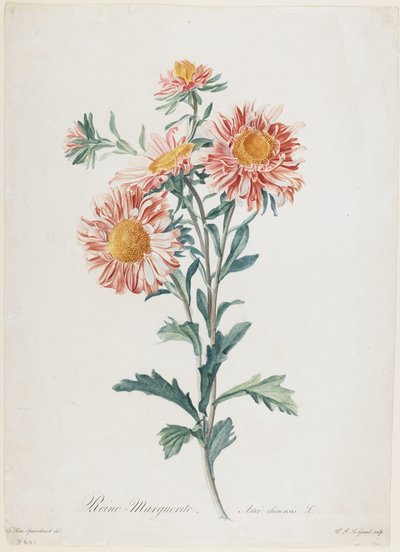Reine-Marguerite, de Fleurs Dessinées d