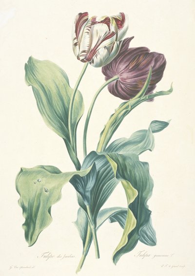 Tulipe des Jardins, de Fleurs Dessinées d