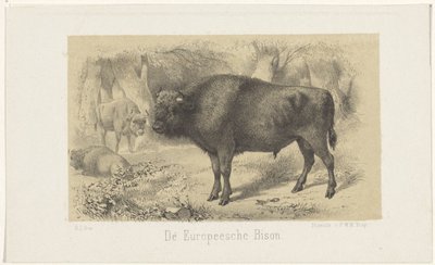 Bison européen - Gerardus Johannes Bos