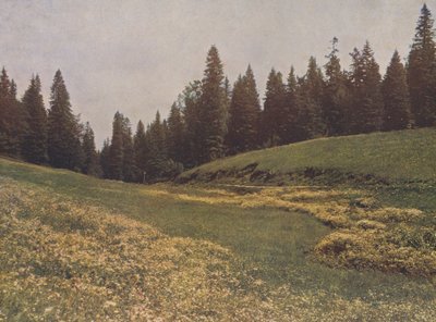 Prairie sur le Feldberg, Forêt Noire, Allemagne (photo couleur) - German Photographer