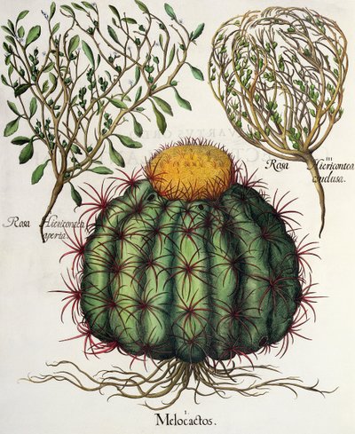 Melocactus et Rosa Hiericontea, du Hortus Eystettensis par Basil Besler - German School