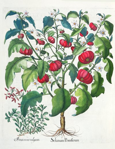 Solanum Pomiferum et Amaracus vulgaris, du Hortus Eystettensis par Basil Besler - German School
