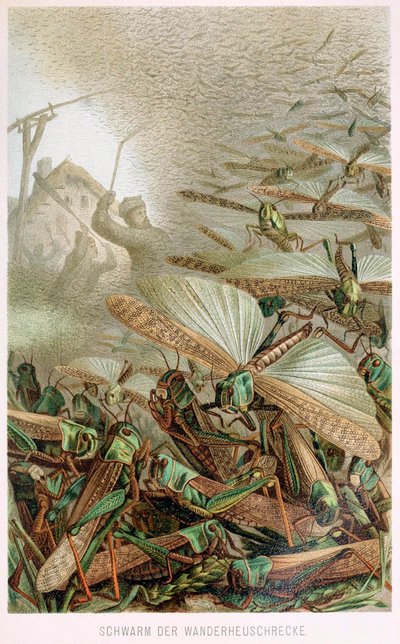 Un essaim de sauterelles, de Brehms Tierleben, pub. 1860 - German School