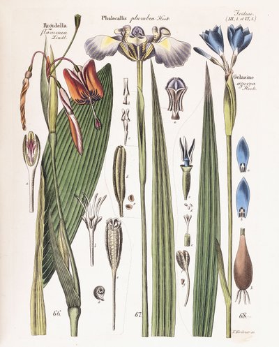 Une planche de "Zeitschrift fuer Gaertner, Botaniker und Blumenfreunde", 1840-43 - German School