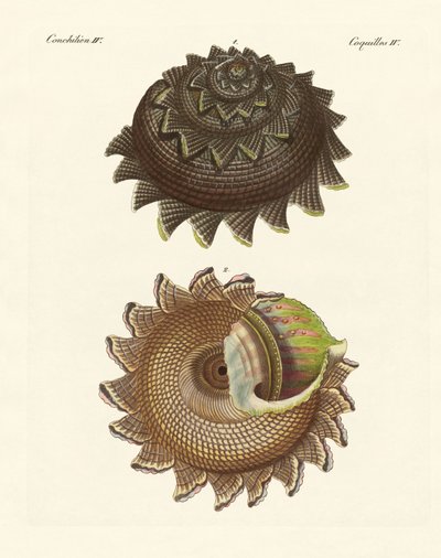 Une rare coquille de mollusque de la mer du Sud - German School