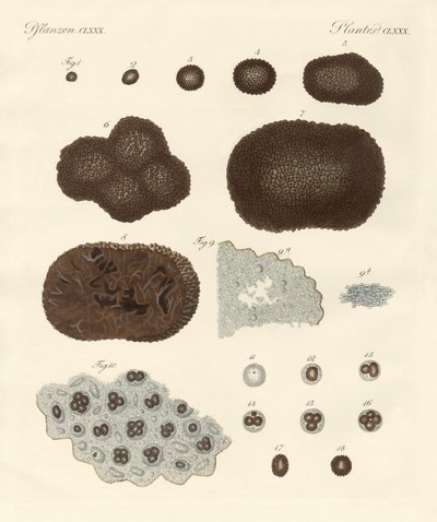 Organisation, type de reproduction et construction des truffes - German School