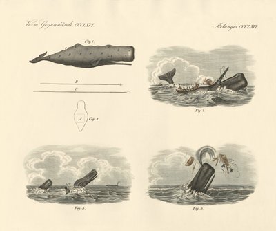 Sur le mode de vie et la capture du cachalot à grosse tête - German School
