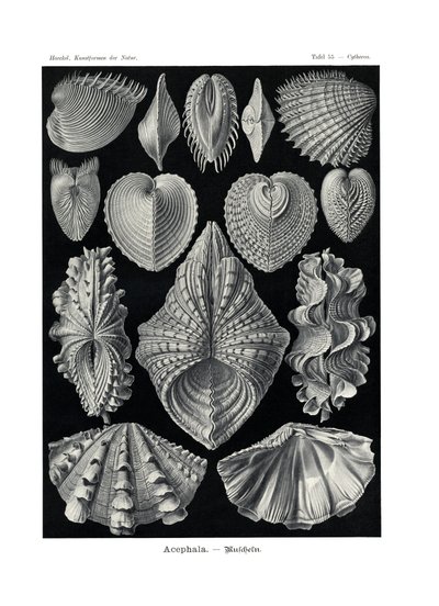 Acephala, 1899-1904 - German School
