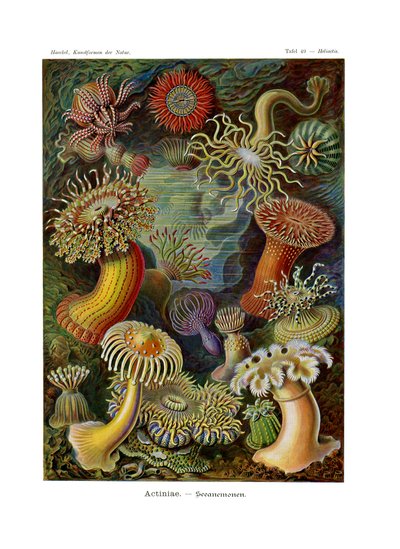 Actiniae ou Actiniaria, 1899-1904 - German School