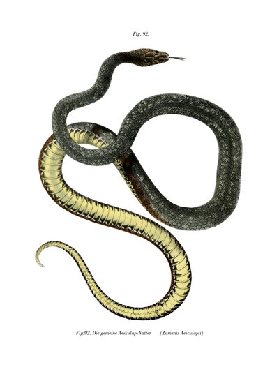 Serpent d