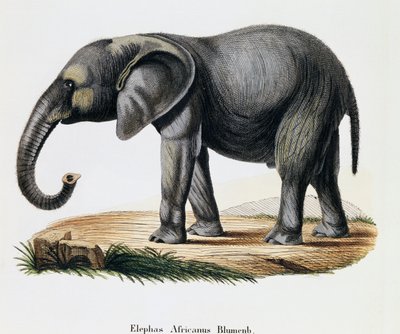 Éléphant d