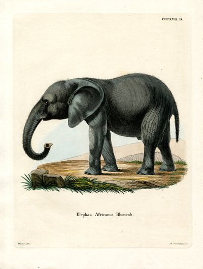 Éléphant Africain - German School