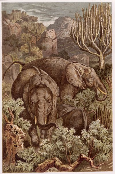 Éléphant d
