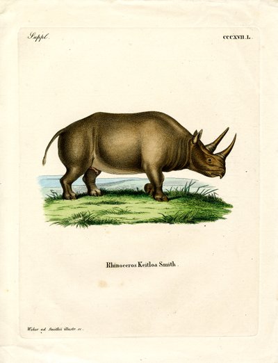 Rhinocéros africain - German School