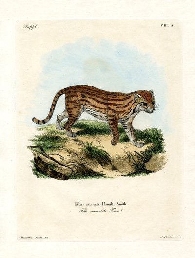 Chat sauvage africain - German School