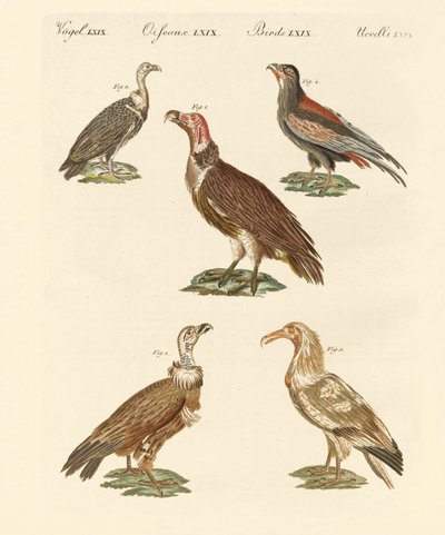 Vautours africains et asiatiques - German School