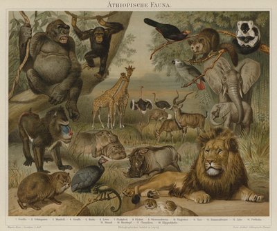 Faune africaine - German School