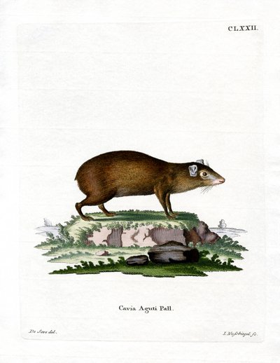 Agouti - German School