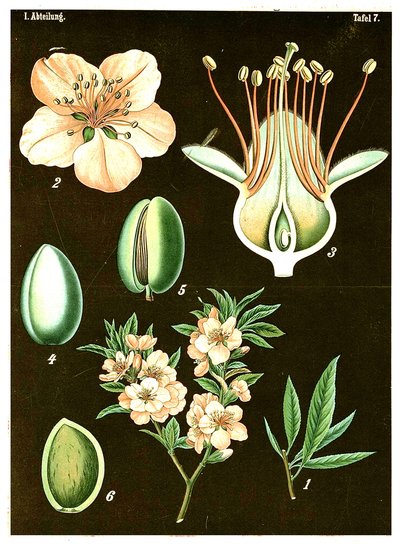 Amandier (Prunus Amygdalus) - German School