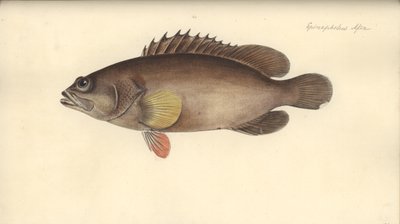 Alphestes afer, avant 1793 - German School