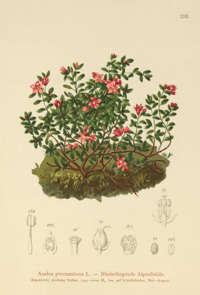 Azalée alpine (Azalea procumbens, Loiseleuria procumbens, Kalmia procumbens) - German School