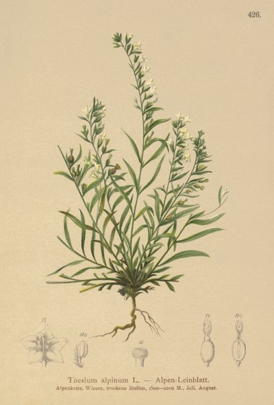 Toadflax bâtard des Alpes (Thesium alpinum) - German School