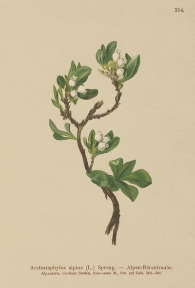 Busserole alpine (Arctostaphylos alpina, Arctostaphylos alpinus) - German School