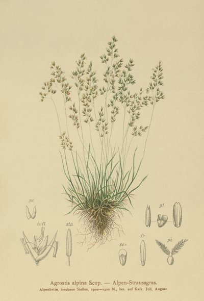 Agrostide alpine - German School