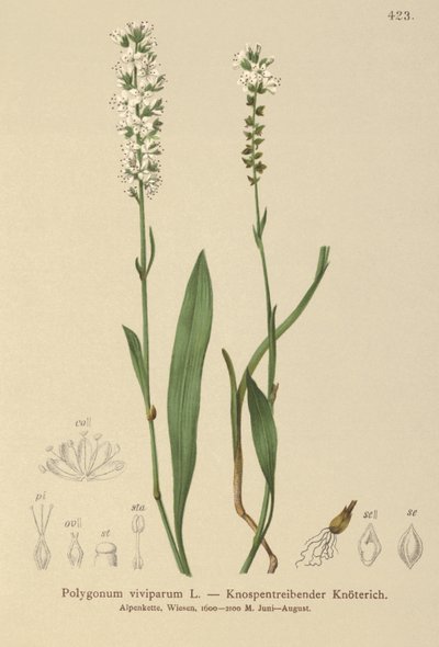Renouée vivipare (Bistorta vivipara, Polygonum viviparum, Persicaria vivipara) - German School