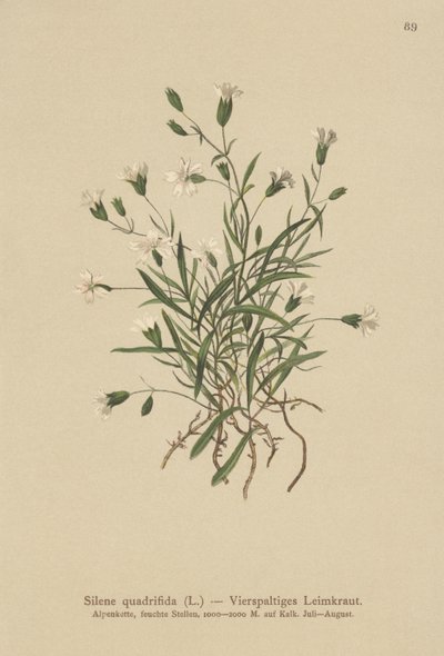 Compagnon des Alpes (Silene quadrifida, Ixoca quadrifida) - German School