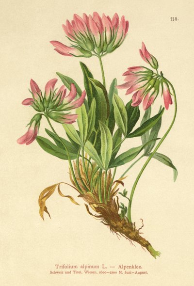 Trèfle alpin (Trifolium alpinum) - German School