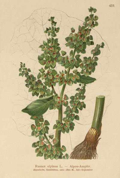 Oseille des Alpes (Rumex alpinus) - German School