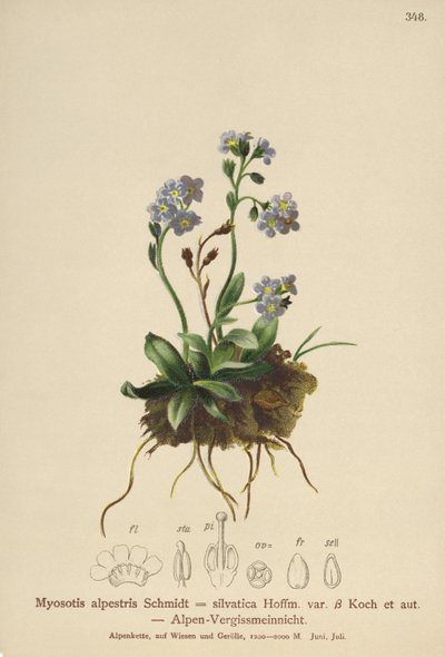 Myosotis des Alpes (Myosotis alpestris, Myosotis silvatica) - German School