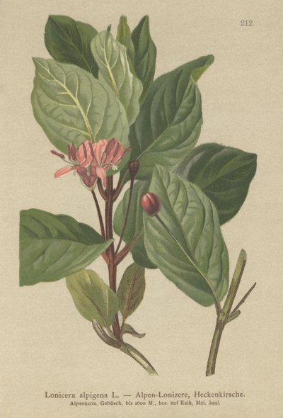 Chèvrefeuille alpin (Lonicera alpigena) - German School