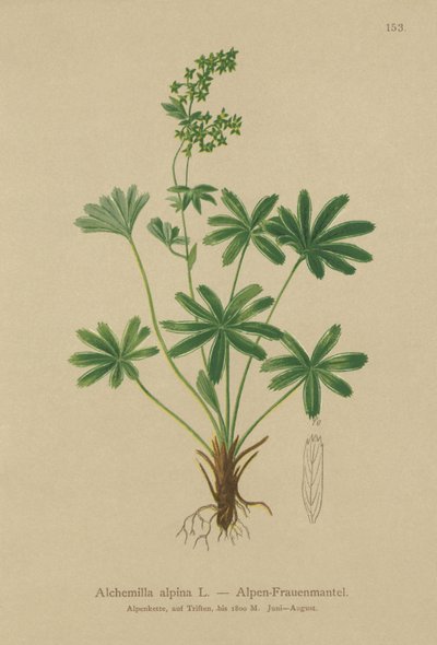 Alchémille des Alpes (Alchemilla alpina) - German School