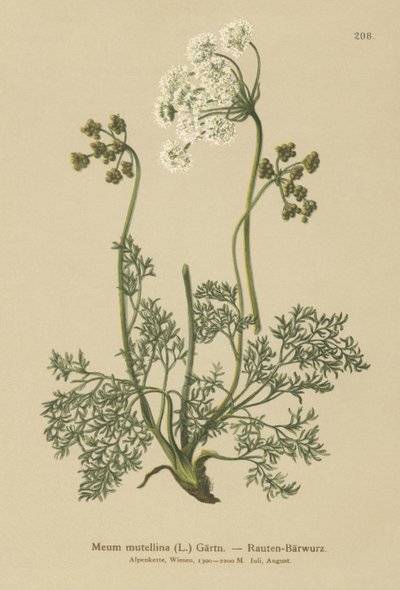 Livèche alpine (Meum mutellina, Ligusticum mutellina) - German School