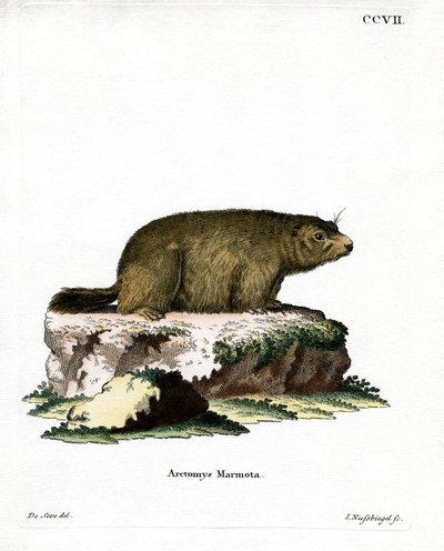 Marmotte alpine - German School