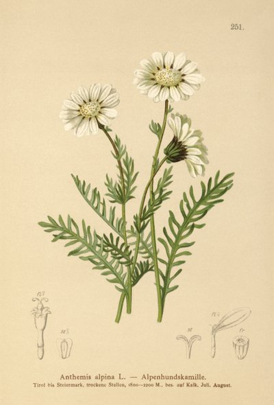 Camomille alpine (Anthemis alpina, Achillea oxyloba subsp. schuri) - German School