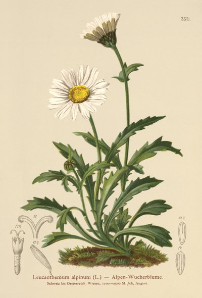 Marguerite alpine (Leucanthemum alpinum, Leucanthemopsis alpina, Chrysanthemum alpinum, Tanacetum alpinum) - German School