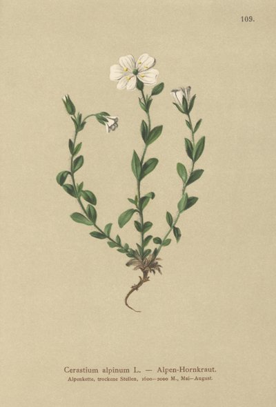 Oreille de souris alpine (Cerastium alpinum) - German School