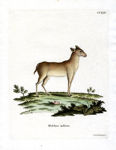 Cerf porte-musc alpin - German School